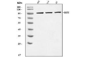 Western blot analysis of AGO1 using anti-AGO1 antibody (ABIN7599960). (AGO1 抗体  (AA 131-171))