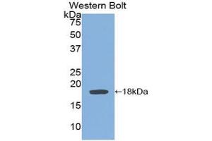 Western Blotting (WB) image for anti-Interleukin 6 Signal Transducer (Gp130, Oncostatin M Receptor) (IL6ST) (AA 606-756) antibody (ABIN1859040)