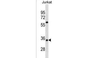 OR52A5 Antibody (C-term) (ABIN1881604 and ABIN2838603) western blot analysis in Jurkat cell line lysates (35 μg/lane). (OR52A5 抗体  (C-Term))