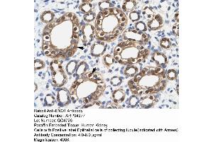 Human kidney (ENO1 抗体  (Middle Region))