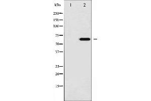 Western blot analysis of Ezrin phosphorylation expression in UV treated 293 whole cell lysates,The lane on the left is treated with the antigen-specific peptide. (Ezrin 抗体  (pTyr146))