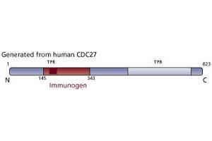 Image no. 3 for anti-Cell Division Cycle 27 Homolog (S. Cerevisiae) (CDC27) (AA 145-343) antibody (ABIN967981) (CDC27 抗体  (AA 145-343))