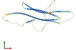 AlphaFold protein structure predicition of Human Recombinant GOLGA8R Protein, UniprotID I6L899 (GOLGA8R Protein (AA 1-631) (His tag))