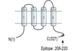 Representative domain view of the target of ABIN7042992.