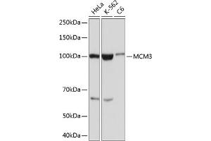 Western blot analysis of extracts of various cell lines, using MCM3 Rabbit mAb (ABIN7268540) at 1:1000 dilution. (MCM3 抗体)