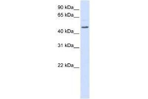RGS11 antibody used at 1 ug/ml to detect target protein. (RGS11 抗体  (Middle Region))