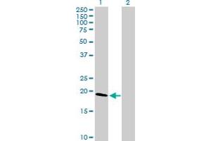 Western Blot analysis of CLDN1 expression in transfected 293T cell line by CLDN1 MaxPab polyclonal antibody. (Claudin 1 抗体  (AA 1-211))