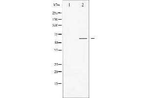 Western blot analysis of GABA-RB phosphorylation expression in COS7 whole cell lysates,The lane on the left is treated with the antigen-specific peptide. (GABA-RB (pSer434) 抗体)