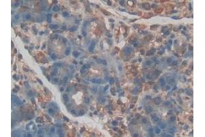 Detection of EPCR in Rat Pancreas Tissue using Polyclonal Antibody to Endothelial protein C receptor (EPCR) (PROCR 抗体  (AA 59-217))