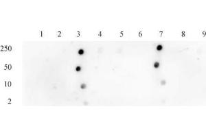 Histone H3 acetyl Lys18 antibody tested by dot blot analysis. (Histone 3 抗体  (H3K18ac))