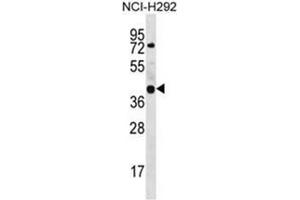 Western blot analysis of GTPBP10 Antibody (C-term) Cat. (GTPBP10 抗体  (C-Term))