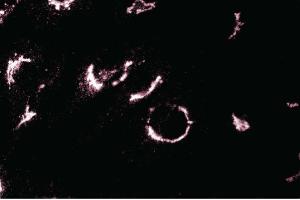 Immunofluorescence staining of L6 cells (Rat skeletal muscle myoblasts, ATCC CRL-1458). (TGOLN2 抗体  (AA 31-244))