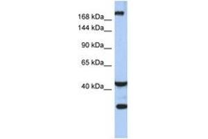 Image no. 1 for anti-Dispatched Homolog 1 (DISP1) (AA 575-624) antibody (ABIN6743542) (DISP1 抗体  (AA 575-624))