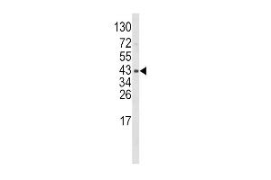 Western blot analysis of WNT5B Antibody (Center) (ABIN652544 and ABIN2842366) in mouse bladder tissue lysates (35 μg/lane). (WNT5B 抗体  (AA 153-182))