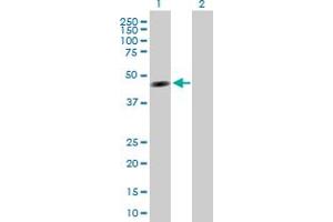 Western Blot analysis of TTRAP expression in transfected 293T cell line by TTRAP MaxPab polyclonal antibody.