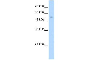 WB Suggested Anti-PRIM1 Antibody Titration:  1. (PRIM1 抗体  (N-Term))