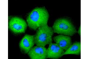 A431 cells were stained with 14-3-3 Theta (5G1) Monoclonal Antibody  at [1:200] incubated overnight at 4C, followed by secondary antibody incubation, DAPI staining of the nuclei and detection. (14-3-3 theta 抗体)