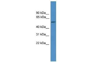 TTYH3 antibody used at 0. (TTYH3 抗体  (Middle Region))