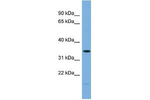 WB Suggested Anti-PLSCR1 Antibody Titration: 0. (PLSCR1 抗体  (N-Term))