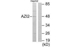 Western blot analysis of extracts from HepG2 cells, using AZI2 antibody. (AZI2 抗体  (N-Term))