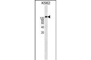 Western blot analysis in K562 cell line lysates (35ug/lane). (P-Glycoprotein 抗体  (AA 647-677))