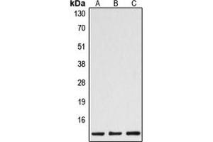Western blot analysis of Caspase 1 p10 expression in HeLa (A), mouse spleen (B), rat spleen (C) whole cell lysates.