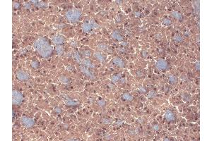 Immunohistochemistry analysis using Mouse Anti-GABA A Receptor Monoclonal Antibody, Clone N87/25 (ABIN2483481).