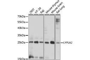Western blot analysis of extracts of various cell lines, using LYPL antibody (ABIN7268339) at 1:1000 dilution. (LYPLA2 抗体  (AA 147-231))