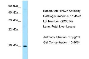 Western Blotting (WB) image for anti-Ribosomal Protein S27 (RPS27) (N-Term) antibody (ABIN971627) (RPS27 抗体  (N-Term))