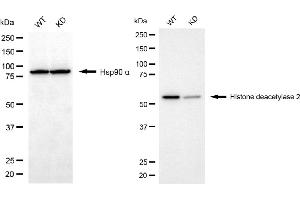 Western blotting analysis using histone deacetylase 2 antibody (ABIN7798931). (Recombinant HDAC2 抗体)