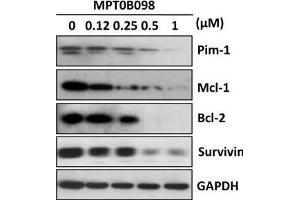 Western Blotting (WB) image for anti-Induced Myeloid Leukemia Cell Differentiation Protein Mcl-1 (MCL1) (Center) antibody (ABIN2855261)