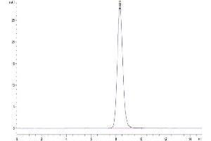 The purity of Human CCR8 is greater than 95 % as determined by SEC-HPLC.