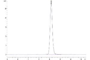 The purity of Human CCR8 is greater than 95 % as determined by SEC-HPLC. (CCR8 Protein (AA 1-35) (Fc Tag))