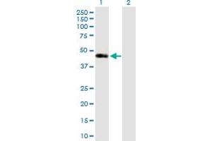 Western Blot analysis of SIRT7 expression in transfected 293T cell line by SIRT7 MaxPab polyclonal antibody. (SIRT7 抗体  (AA 1-400))