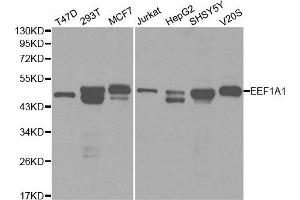 Western blot analysis of extracts of various cell lines, using EEF1A1 antibody. (eEF1A1 抗体  (AA 123-462))