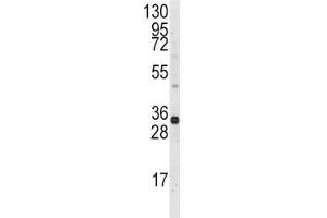 Western blot analysis of MCL1 antibody and Ramos lysate. (MCL-1 抗体  (AA 191-226))