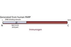 Image no. 2 for anti-Poly (ADP-Ribose) Polymerase 1 (PARP1) (full length) antibody (ABIN967515) (PARP1 抗体  (full length))