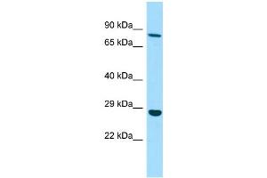 WB Suggested Anti-EMILIN3 Antibody Titration: 1. (EMILIN3 抗体  (C-Term))