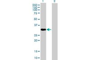 Western Blot analysis of PLSCR1 expression in transfected 293T cell line by PLSCR1 MaxPab polyclonal antibody. (PLSCR1 抗体  (AA 1-318))