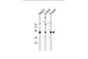 All lanes : Anti-DUSP6 Antibody (Center) at 1:2000 dilution Lane 1: HepG2 whole cell lysate Lane 2: Human brain tissue lysate Lane 3: Rat brain tissue lysate Lysates/proteins at 20 μg per lane. (DUSP6 抗体  (AA 58-89))