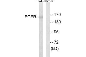 Western Blotting (WB) image for anti-Epidermal Growth Factor Receptor (EGFR) (Ser1026) antibody (ABIN1848177) (EGFR 抗体  (Ser1026))