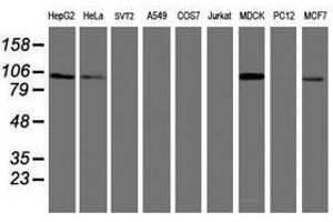 Image no. 2 for anti-Dipeptidyl-Peptidase 9 (DPP9) antibody (ABIN1497903) (DPP9 抗体)
