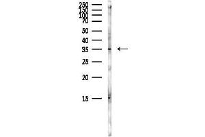 Western blot analysis of lysates from Mouse brain, using TPM2 Antibody at 1/1000 dilution.