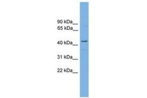 RDH16 antibody  (AA 215-264)