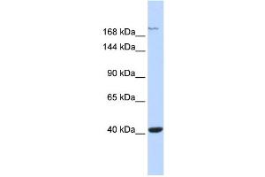 WB Suggested Anti-GRIN2A Antibody Titration:  0. (NMDAR2A 抗体  (Middle Region))
