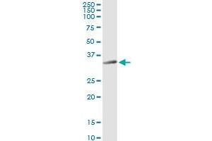STX12 MaxPab rabbit polyclonal antibody. (Syntaxin 12 抗体  (AA 1-276))