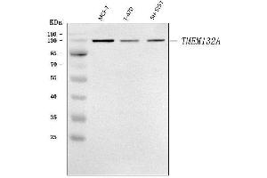 Western blot analysis of TMEM132A using anti-TMEM132A antibody (ABIN7601539).