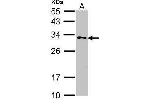 WB Image Sample (30 ug of whole cell lysate) A: 293T 12% SDS PAGE antibody diluted at 1:1000 (GSTZ1 抗体)