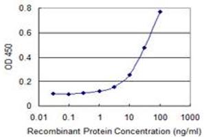 Detection limit for recombinant GST tagged PKMYT1 is 1 ng/ml as a capture antibody. (PKMYT1 抗体  (AA 400-499))