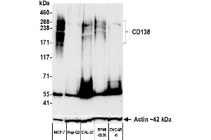 Western Blotting (WB) image for anti-Syndecan 1 (SDC1) (AA 23-251) antibody (ABIN7795741)